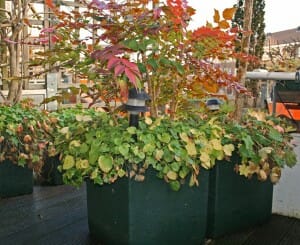plantenbak voor dakterras