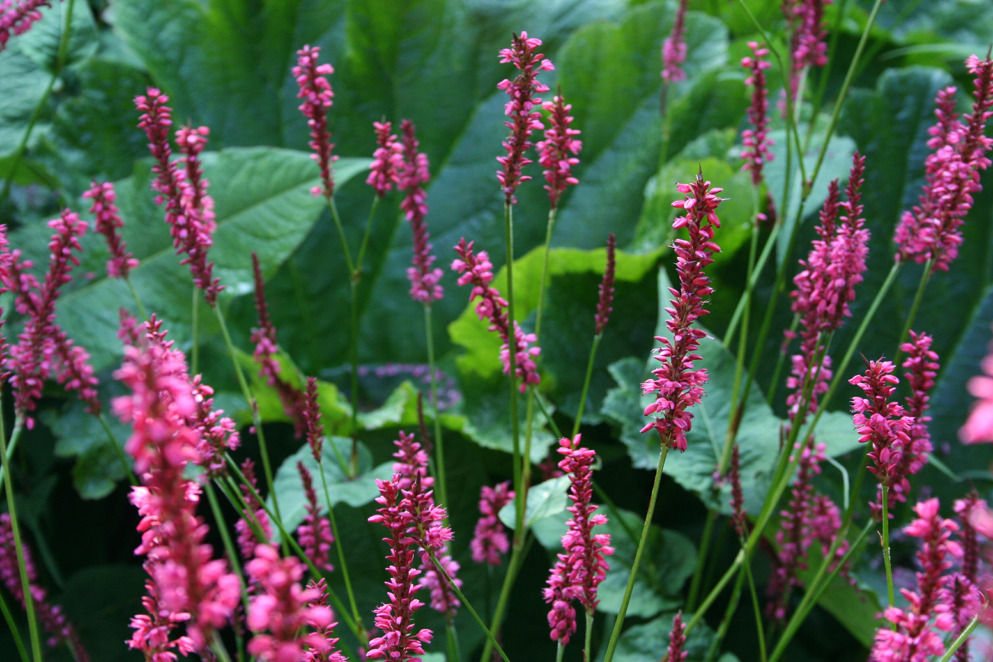 Uitgelezene Lang bloeiende vaste planten | TuinKriebels WI-89