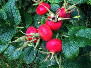 rosa rugosa bij wildplukwandeling