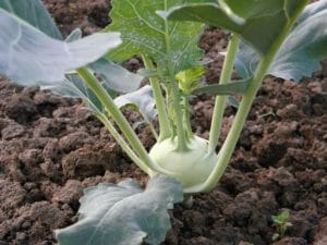 kohlrabi, vegetables, food