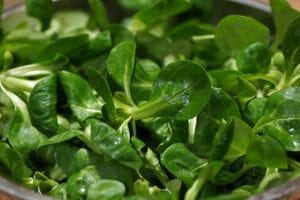 salad, lamb's lettuce, field