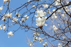yulan magnolia, flowers, tree